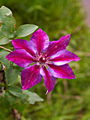 Clematis Akaishi IMG_6607 Powojnik